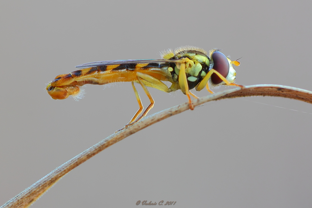 Sphaerophoria scripta ♂ (Syrphidae)